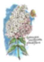 Massachusetts Horticultural Society illustration