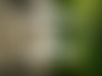 Dia Mundial do Meio Ambiente: Uma Chance de Virar o Jogo.