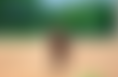 Play after learning improves training performance in dogs!