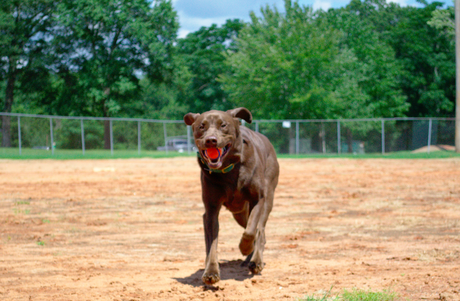 Play after learning improves training performance in dogs!