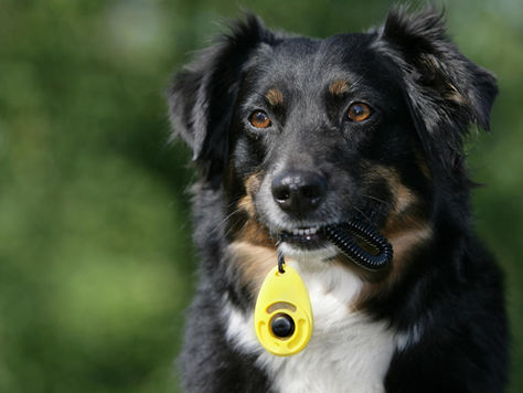 What is "Clicker Training"?
