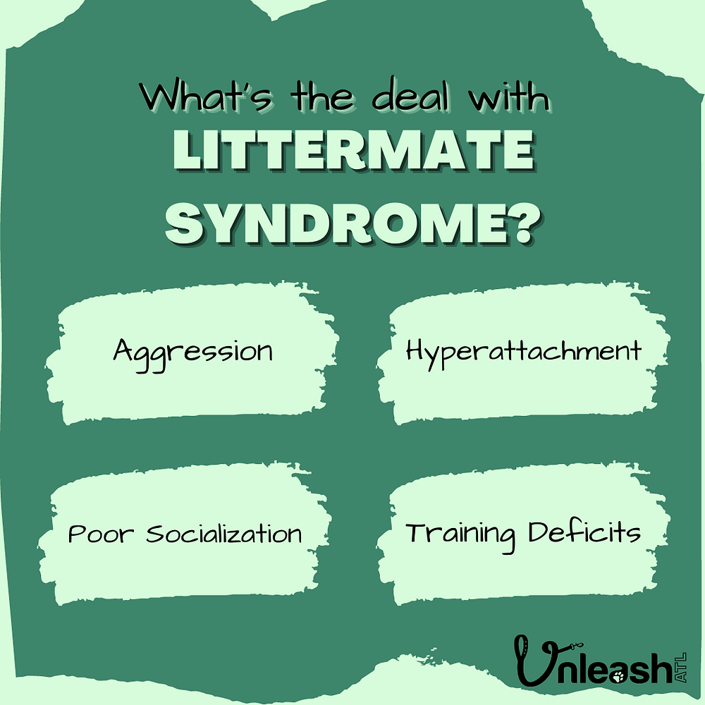 What's the deal with Littermate Syndrome?