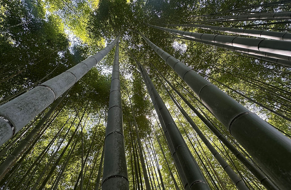 Bamboo forest. 