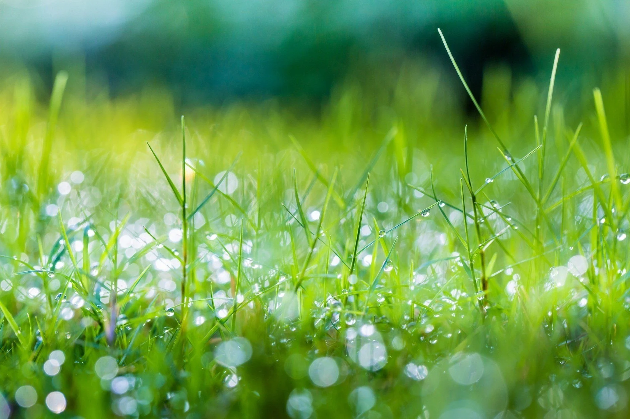 spring photo.webp