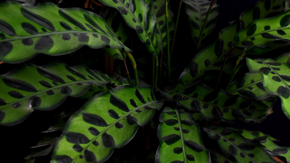 191103_MyGreenStudy_31_edited
