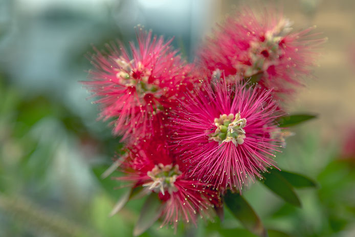 Albizia, Persian silk tree flower. Calliandra tweedii, Inga pulcherrima..jpg