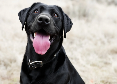 THE SOUL WHISKER CURIOUS PET PARENT BLOOD AND URINE CLUES