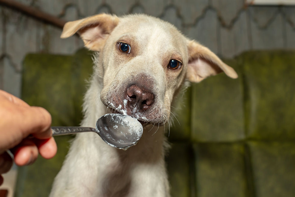 Dog eating probiotics