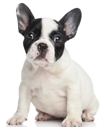 THE SOUL WHISKER PET EMERGENCY ROOM GUIDE