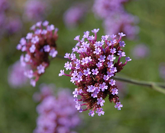 vervain.png