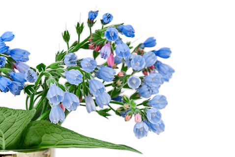 The Common Comfrey (Symphytum officinale) herb isolated on a white background..jpg