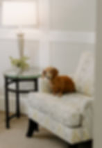 daphne sitting on chair_edited