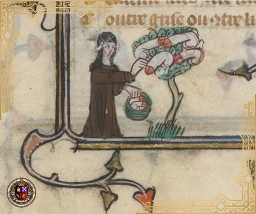 ÁRVORE DE FALOS EM MANUSCRITOS MEDIEVAIS