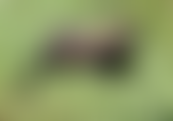 When a Fisher Cat Crosses Your Path...