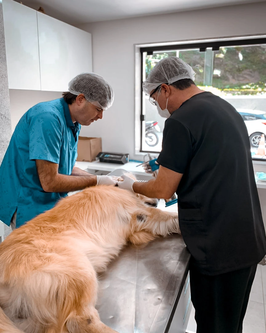 Criocirurgia na Vetpet