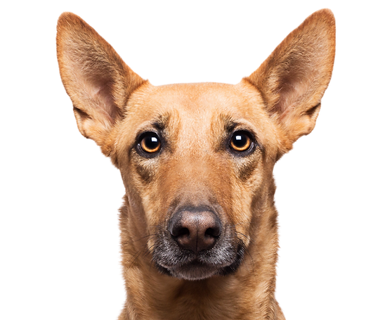 cão de orelhas para cima