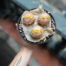 Mexico City Recipe Testing at Em in Roma Nte. is a Yuzu Elote Brioche Donut 