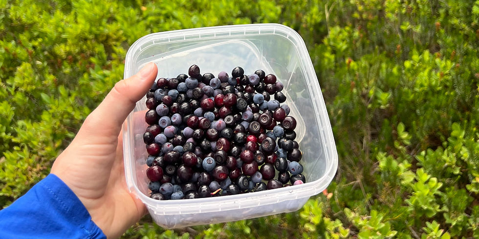 Huckleberries and Wild Blueberries