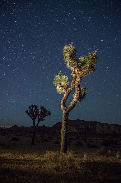 Joshua+Tree-0853.jpg