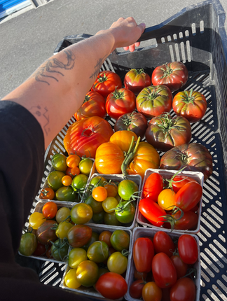 farm fresh heirloom tomatoes