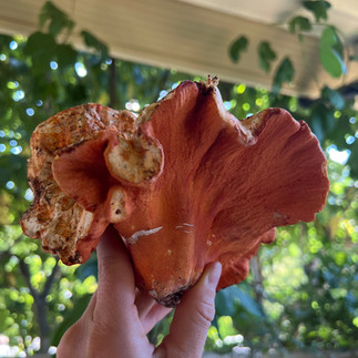 lobster mushroom foraged in Washington State