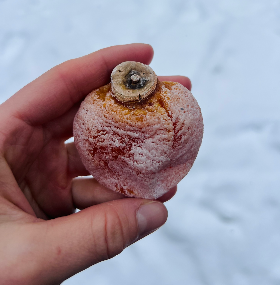 Hand holding a frosted persimmon against a snowy background. The fruit is orange with icy crystals, creating a wintery feel.