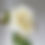 Thumbnail: Faux Soft White Garden Rose close up