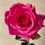 Thumbnail: realistic-hot-pink-garden-roses-in-white-jug-vase-whispering-lily