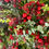 Thumbnail: Scarlett  Winterberry Everlasting Christmas Wreath
