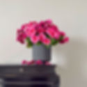 magenta-pansy-black-ceramic-pot-whispering-lily