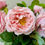Thumbnail: soft pink roses and peonies in faux water - home styling - whispering-lily