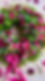 luxury magenta everlasting wreath by whispering lily 