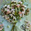 Thumbnail: cream rose and orchid arrangement