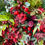 Thumbnail: Scarlett  Winterberry Everlasting Christmas Wreath