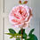 Thumbnail: faux soft pink garden rose