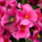 luxury magenta faux pansies