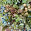 Thumbnail: Nordic Winterberry Everlasting Christmas Wreath