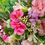 Thumbnail: Essentially Summer Everlasting Door Wreath with pink flowers
