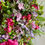 Thumbnail: Bohemian Summer Everlasting Wreath with pink and lilac hydrangea petals