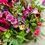 Thumbnail: Everlasting Summer Wreath with Magenta Flowers