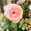 Thumbnail: faux soft pink garden rose