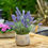 Thumbnail: Potted Faux Lavender