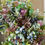 Thumbnail: Nordic Christmas Everlasting Wreath