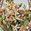 Thumbnail: cream rose and orchid arrangement
