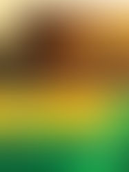 DIA NACIONAL DA ABELHA