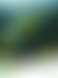 5 de Setembro - Dia da Amazônia