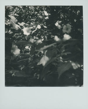 polaroid_serres_2022 (3).jpg