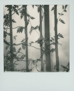 polaroid_serres_2022 (7).jpg