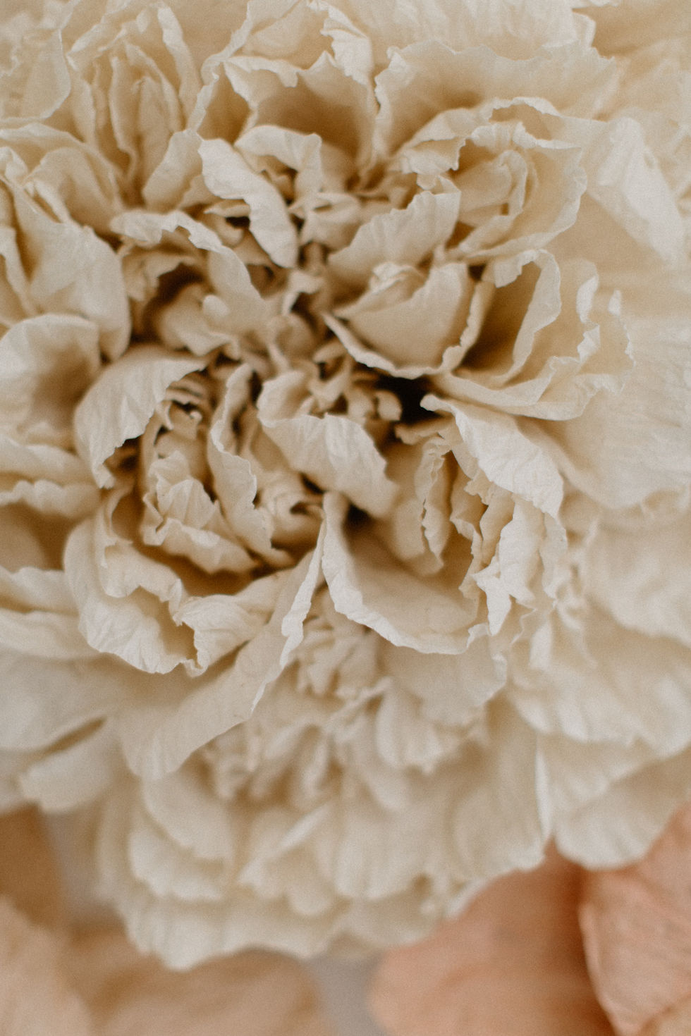 Miniature : Pivoine en papier couleur naturel