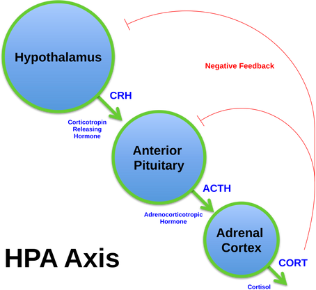 Stress, inflammation and depression: how a dysregulated stress response and inflammation can contribute to depression.